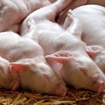 "Como si fuera dios": Cerdos regresan 'a la vida gracias a la ciencia