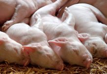 "Como si fuera dios": Cerdos regresan 'a la vida gracias a la ciencia