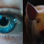 "Córnea de cerdo": Implante 'regresará la vista a no videntes'