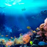 El oxígeno marino es gracias a los movimientos de los continentes