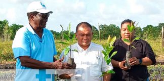 'Vida Pain' dona 50 mil plantas de marañón en la Costa Caribe Norte