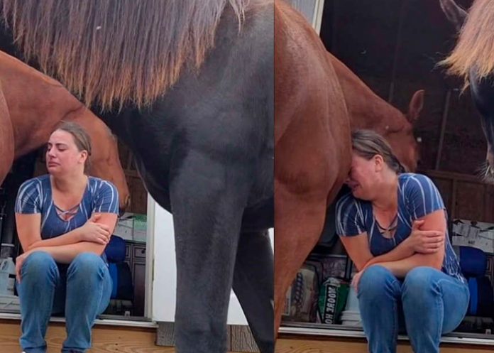 Un caballo consuela a su cuidadora que atraviesa un divorcio