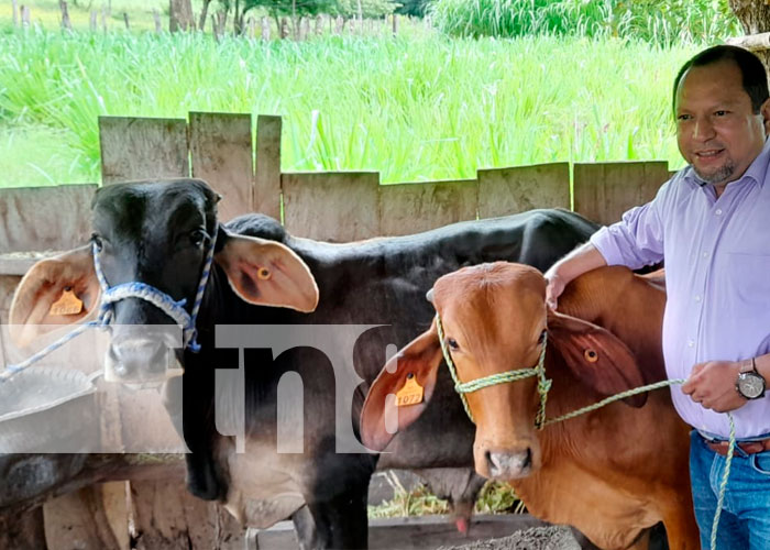 Ministerio Agropecuario realizó inseminación artificial bovina en Matiguás