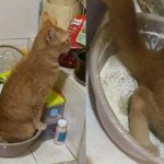 Gato se confunde y orina harina con la que preparaban la comida
