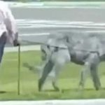 Video: Terrorífica bestia sale a pasear con su dueña y se vuelve viral