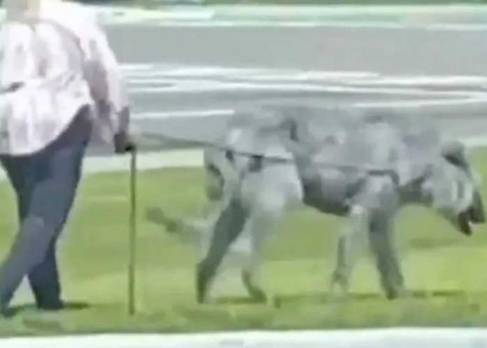 Video: Terrorífica bestia sale a pasear con su dueña y se vuelve viral