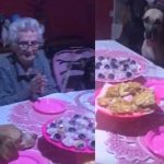"Ternurita": Abuelita celebra su cumpleaños con sus 10 perros