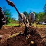 Avanza la agrotransformación en Nicaragua con el Programa "Adelante"