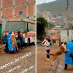 No todos son iguales: Un perrito abraza a la enfermera en Perú
