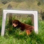¡Qué crueldad! Sujeto apuñala en los ojos a una perrita en Colombia