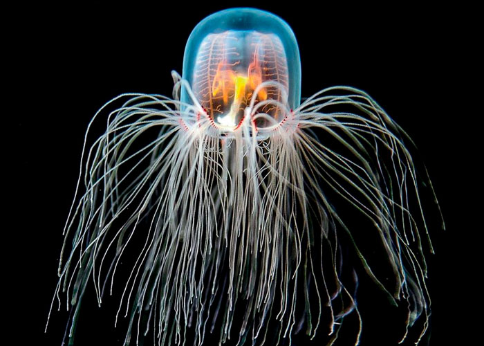 Estudian a la medusa inmortal y sus secretos contra el envejecimiento