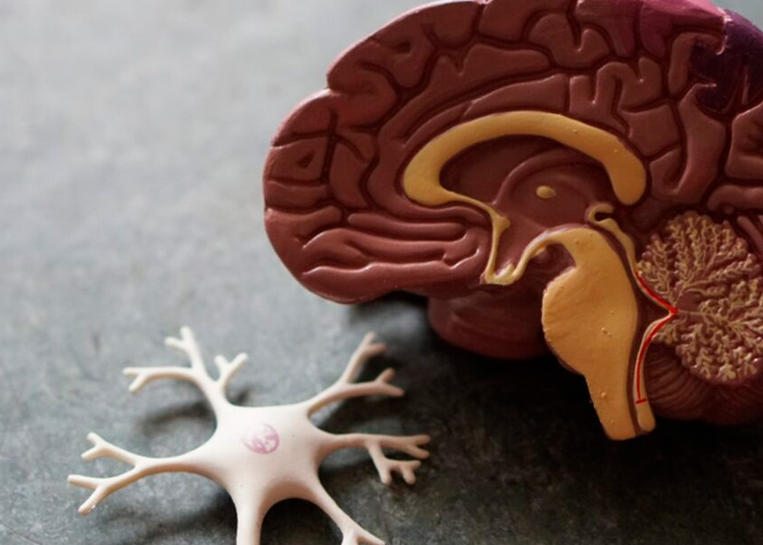  "Cerebros miniaturas" en Houston son desarrollados por científicos 