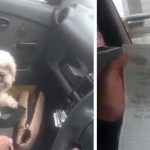 Abandonan a perrito dentro en un taxi en Colombia