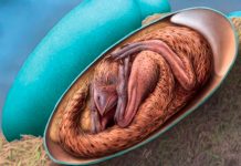 Revelan que los embriones de aves tiene similitud a un dinosaurio