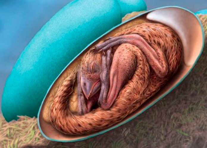 Revelan que los embriones de aves tiene similitud a un dinosaurio