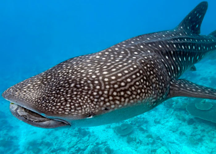 ¡Sorprendente! captan a tiburón ballena en las costas de San Juan del Sur