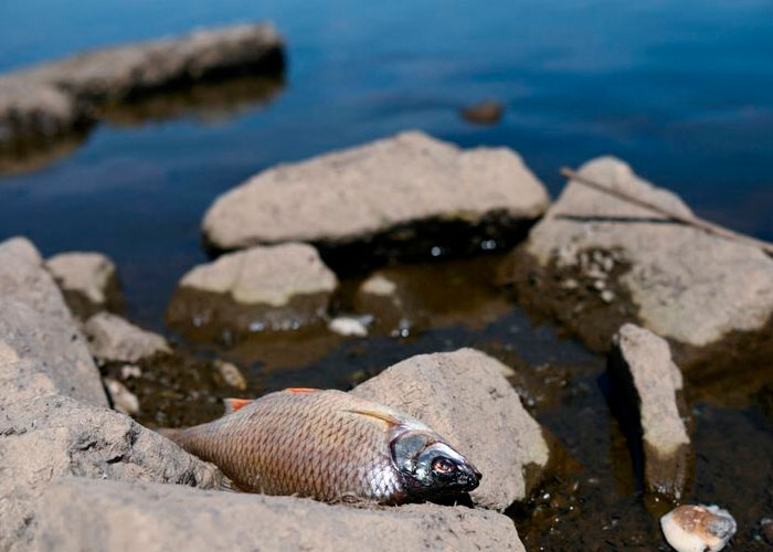 ¿Profecía bíblica? Toneladas de peces muertos en Polonia