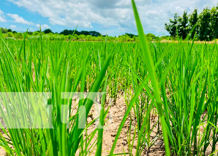 Mejoran técnicas de cultivo de arroz a través del INTA, en Chinandega