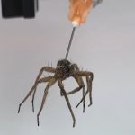 "Necrobots" Investigadores crean robots a partir de arañas muertas
