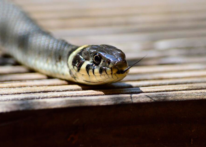  Niña mata de un mordisco a una serpiente en Turquía