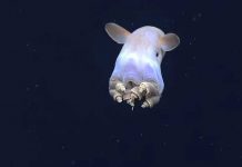 'Casper', el pulpo 'fantasma' que vive a 4 mil metros de profundidad