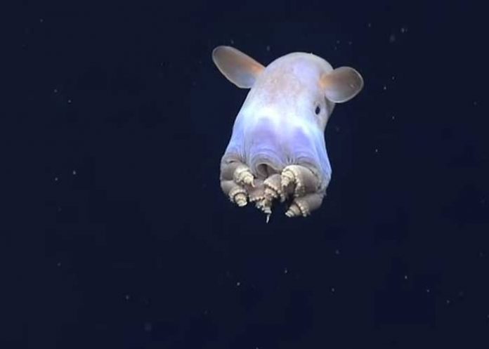 'Casper', el pulpo 'fantasma' que vive a 4 mil metros de profundidad