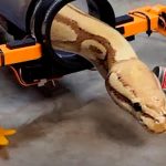 Crean patas robóticas que hacen caminar a una serpiente