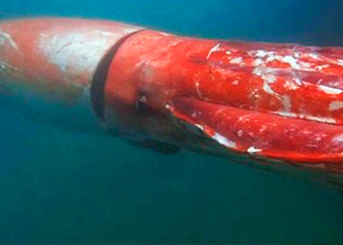 ¿El kraken regresó? Video muestra a calamar gigante devorando a animal