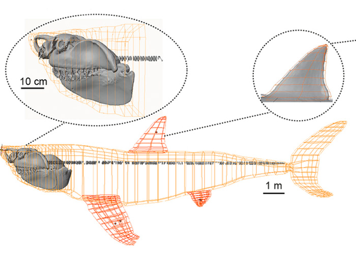 Científicos crean la primera reconstrucción en 3D del Megalodón