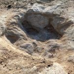 Enormes pisadas de dinosaurios encontradas en Texas