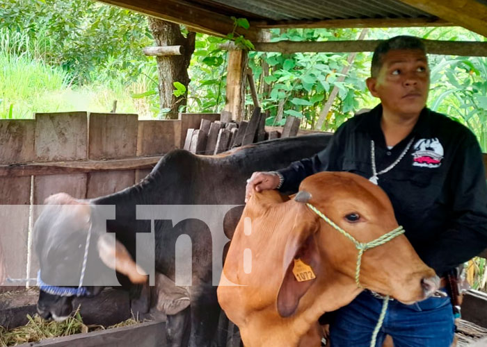 Ministerio Agropecuario realizó inseminación artificial bovina en Matiguás