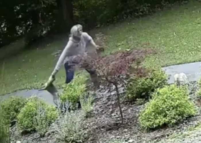 ¡VIDEO! Mujer protagoniza campal batalla con un zorro en Washington