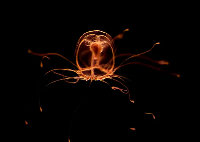 Estudian a la medusa inmortal y sus secretos contra el envejecimiento