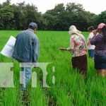 INTA capacita sobre control de plagas en cosecha de arroz en Nandaime