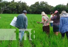 INTA capacita sobre control de plagas en cosecha de arroz en Nandaime