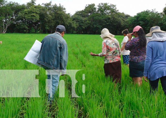 INTA capacita sobre control de plagas en cosecha de arroz en Nandaime, Nicaragua