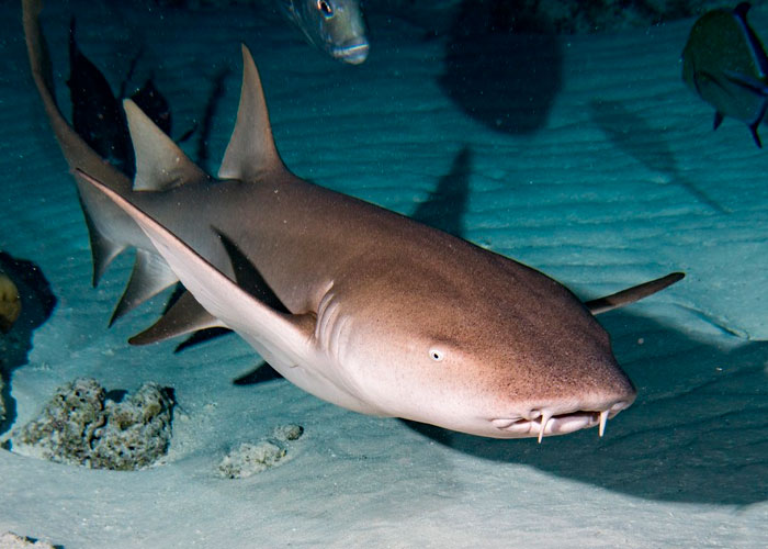 Tiburones atacan a niño de 8 años durante vacaciones en Bahamas