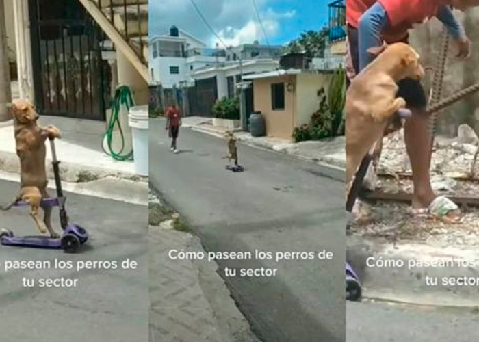 Perrito se viraliza en TikTok por su manera de "manejar" una scooter