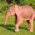 Nace en Birmania un elefante blanco que aseguran es señal de buen augurio