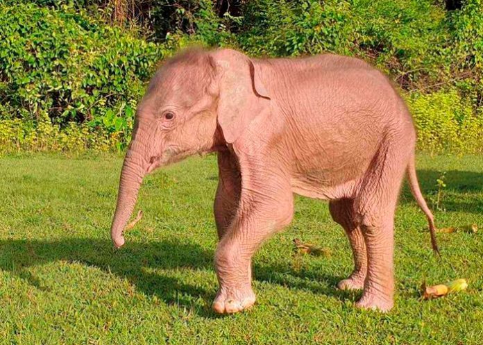 Nace en Birmania un elefante blanco que aseguran es señal de buen augurio