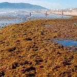 Alga invasora procedente de Asia se expande por el Mediterráneo
