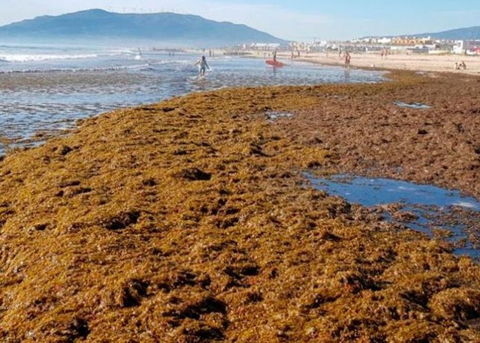 Alga invasora procedente de Asia se expande por el Mediterráneo