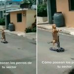 Perrito se viraliza en TikTok por su manera de "manejar" una scooter
