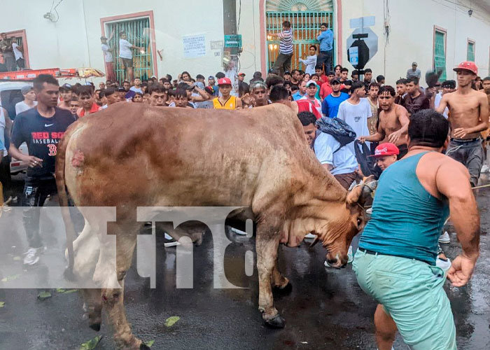 Todo un éxito el tope de toros en Granada