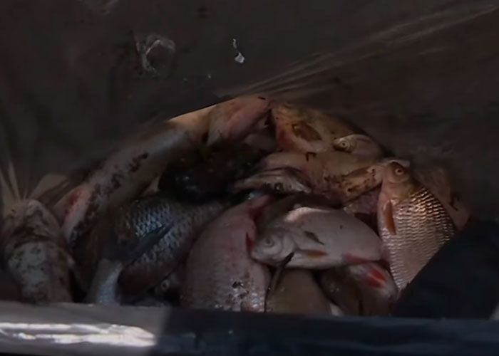 ¿Profecía bíblica? Toneladas de peces muertos en Polonia