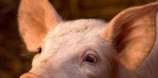 Científicos restauran funciones celulares en cerdos luego de la muerte