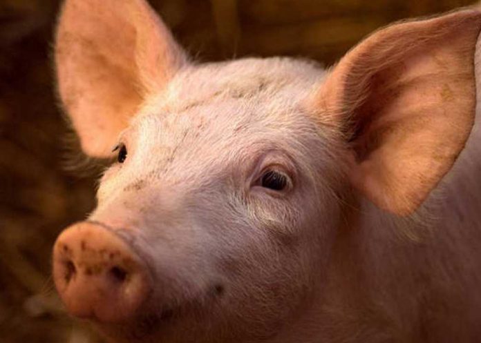 Científicos restauran funciones celulares en cerdos luego de la muerte