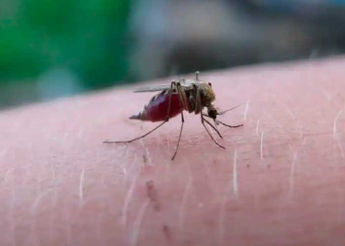 El motivo por el que los mosquitos siempre nos encuentran