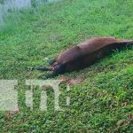 Un caballo provoca accidente de tránsito en Rivas