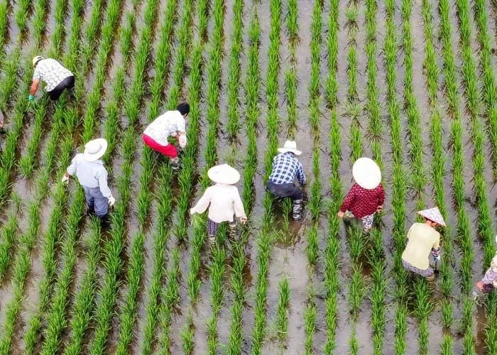 Sequía intensa afecta producción agrícola en China 